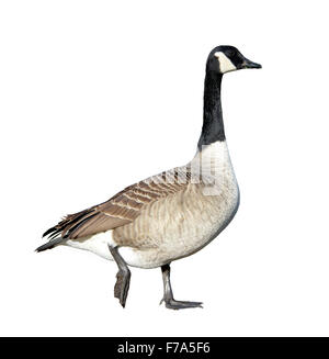 Canada Goose - Branta canadensis Foto Stock