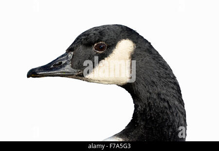 Canada Goose - Branta canadensis Foto Stock