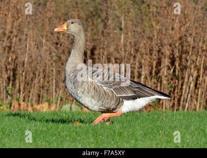 Oca Graylag - Anser anser Foto Stock