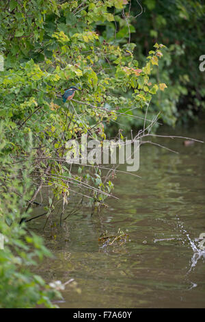 Comuni / Kingfisher Eisvogel ( Alcedo atthis ) sulla distanza nel loro habitat naturale, appollaiate in boccole, a caccia di prede. Foto Stock