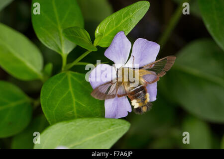 Ampio delimitato bee hawk-moth, ampio delimitato bee hawkmoth, Hummelschwärmer, Hemaris fuciformis, Haemorrhagia fuciformis Foto Stock