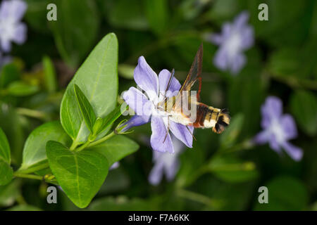 Ampio delimitato bee hawk-moth, ampio delimitato bee hawkmoth, Hummelschwärmer, Hemaris fuciformis, Haemorrhagia fuciformis Foto Stock