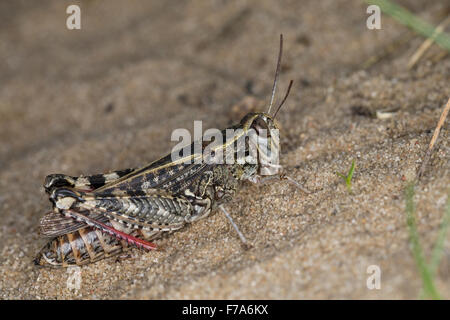 Italian locust, Italienische Schönschrecke, Calliptamus italicus, Calliptenus cerisanus, Le Criquet italien, Caloptène italien Foto Stock