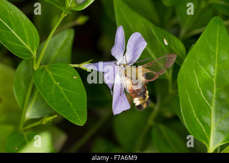 Ampio delimitato bee hawk-moth, ampio delimitato bee hawkmoth, Hummelschwärmer, Hemaris fuciformis, Haemorrhagia fuciformis Foto Stock