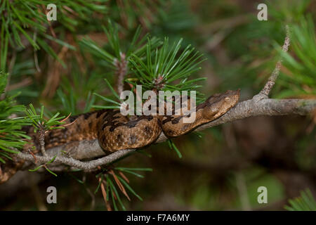 Sabbia viper, naso-cornuto viper, vipera cornuta, Europäische Hornotter, Sandotter, Sandviper, Hornviper, lontra, Vipera ammodytes Foto Stock