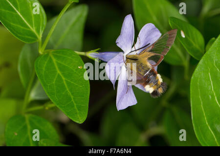 Ampio delimitato bee hawk-moth, ampio delimitato bee hawkmoth, Hummelschwärmer, Hemaris fuciformis, Haemorrhagia fuciformis Foto Stock