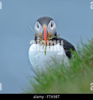 Puffin (Fratercula arctica), con materiale di nidificazione nel suo becco, Latrabjarg, Westfjords, Westfirdir, Islanda Foto Stock