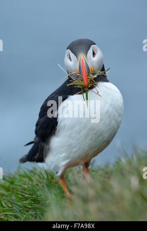 Puffin (Fratercula arctica), con materiale di nidificazione nel suo becco, Latrabjarg, Westfjords, Westfirdir, Islanda Foto Stock