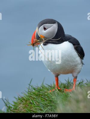 Puffin (Fratercula arctica), con materiale di nidificazione nel suo becco, Latrabjarg, Westfjords, Westfirdir, Islanda Foto Stock