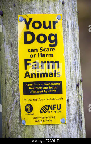 Il vostro cane può spaventare o danneggiare gli animali da fattoria tenerlo su un piombo intorno bestiame ma lasciare andare se cacciato dal segno del bestiame a Elan Valley, Galles UK nel mese di novembre Foto Stock