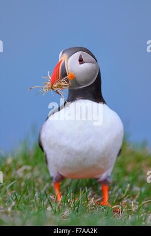Puffin (Fratercula arctica), con materiale di nidificazione nel suo becco, Latrabjarg, Westfjords, Westfirdir, Islanda Foto Stock
