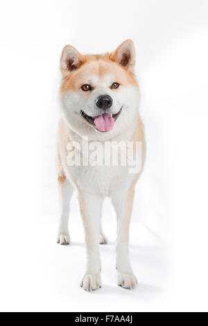 Akita Inu (Canis lupus familiaris), in piedi, corpo pieno, vista frontale Foto Stock