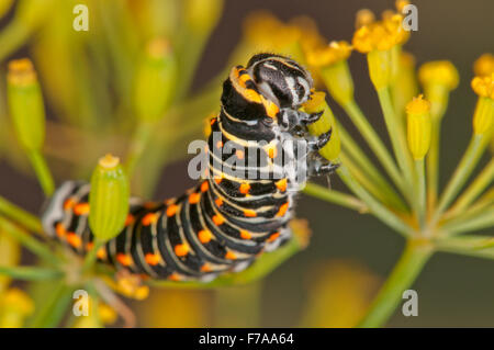 Il vecchio mondo a coda di rondine o comune a coda di rondine giallo (Papilio machaon) caterpillar alimentazione su l'aneto (Anethum graveolens) fiore Foto Stock