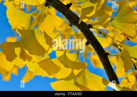 Foglie autunnali al Gingko tree (Ginkgo biloba), cielo blu, Nord Reno-Westfalia, Germania Foto Stock