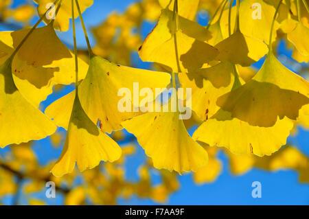 Foglie autunnali al Gingko tree (Ginkgo biloba), cielo blu, Nord Reno-Westfalia, Germania Foto Stock