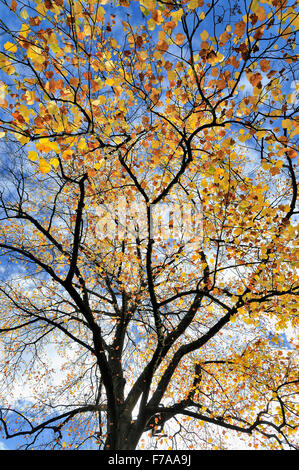 Tulip tree (Liriodendron tulipifera), autumn leaves against a blue sky, North Rhine-Westphalia, Germany Foto Stock