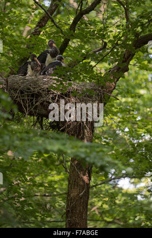Nuvole di cicogna nera (Ciconia nigra) seduti in un enorme nido nascosto, in alto in un vecchio albero, in attesa di cibo, fauna selvatica, Europa. Foto Stock