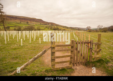 Vista la piantumazione di alberi regime in Reeth,North Yorkshire vicino al ponte girevole Foto Stock