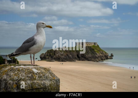 Un Gabbiano aringhe posatoi sulla Paragon, Tenby, Wales, Regno Unito. In fondo è St Catherine's island. Foto Stock