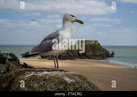 Un Gabbiano aringhe posatoi sulla Paragon, Tenby, Wales, Regno Unito. In fondo è St Catherine's island. Foto Stock