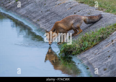 Fox nelle dune vicino ad Amsterdam Foto Stock