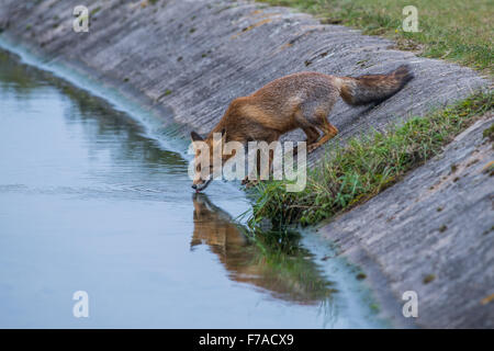 Fox nelle dune vicino ad Amsterdam Foto Stock