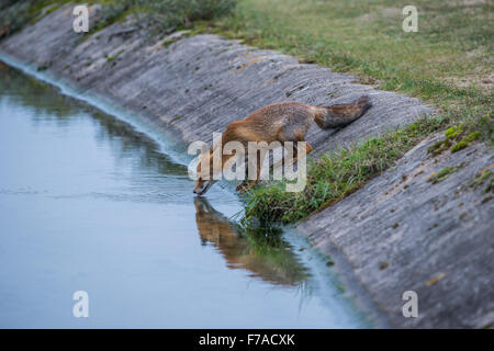 Fox nelle dune vicino ad Amsterdam Foto Stock