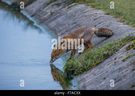 Bere Fox in Dune di alimentazione nei pressi di Amsterdam Foto Stock