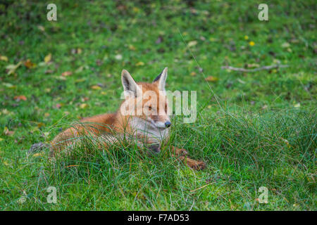 Bella fox nelle dune vicino ad Amsterdam Paesi Bassi Foto Stock