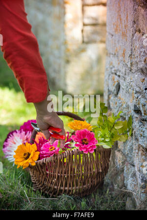 Ancora in vita di tagliare dalie e Zinnia fiori in un cesto di vimini REGNO UNITO Foto Stock