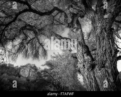 Pioppi neri americani alberi e formazioni rocciose con luna. Fruita, Capitol Reef National Park nello Utah Foto Stock