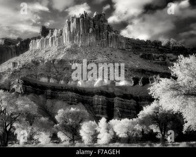 Il castello con alberi di pioppi neri americani con la molla nuova crescita. Fruita, Capitol Reef National Park nello Utah Foto Stock