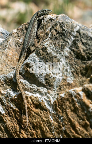 Comune di lucertola muraiola (Podarcis muralis / Lacerta muralis) crogiolarsi al sole su roccia Foto Stock