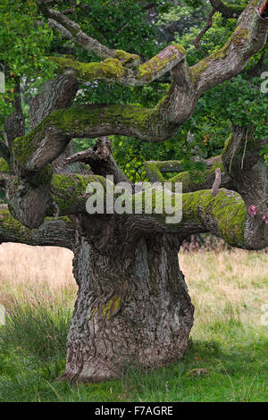 Vecchio solitario inglese / Quercia farnia / Francese quercia (Quercus robur) in Prato Foto Stock