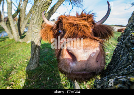 Curioso Highlander scozzese nella fornitura dune tra Heemskerk Castricum e Paesi Bassi Foto Stock