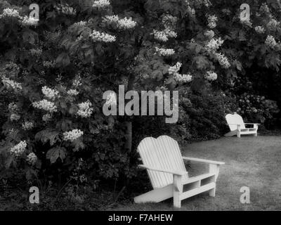 Sedie e fioritura ippocastani. Iris Schrieners giardini. Oregon Foto Stock