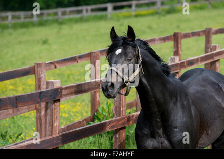 Inglese stallone purosangue nel paddock Foto Stock