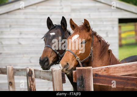 Ritratto di due giovani inglesi purosangue Foto Stock