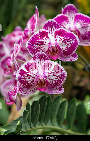Close-up di tre bianchi e viola e fiori di orchidea. Foto Stock