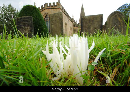 Dita di fata funghi cresce in un paese di lingua inglese sagrato nel distretto di Peak Derbyshire England Regno Unito - autunno Foto Stock