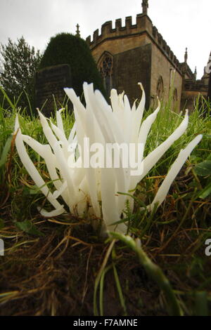 Dita di fata funghi (clavaira fragilis) cresce in un paese di lingua inglese sagrato del Peak District, Derbyshire Inghilterra Foto Stock