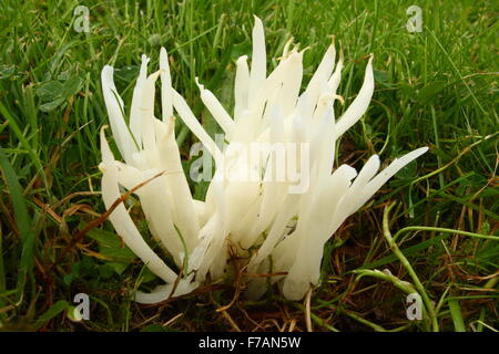 Dita di fata funghi clavaria fragilis) cresce in un cimitero di Peak District, DERBYSHIRE REGNO UNITO Inghilterra - autunno Foto Stock