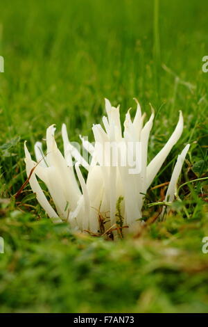 Dita di fata funghi clavaria fragilis) cresce in un cimitero di Peak District, DERBYSHIRE REGNO UNITO Inghilterra - autunno Foto Stock