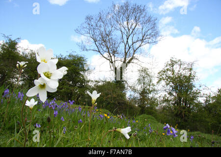 Cuckooflowers bluebells e crescere in un prato di fiori selvaggi vicino a Matlock nel Derbyshire Dales, England Regno Unito Foto Stock