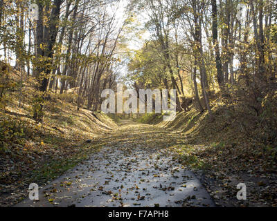 Un tappeto di foglie cadute, copre una Nuova Inghilterra pista ciclabile. Foto Stock
