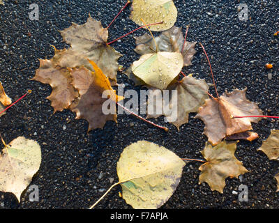 Foglie di autunno sono sparsi in un asfalto bagnato pike percorso. Foto Stock