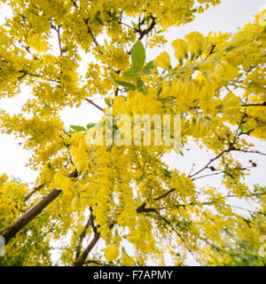 Maggiociondolo albero nel giardino del Regno Unito - piedi sotto cercando nella luminosa fiori gialli Foto Stock