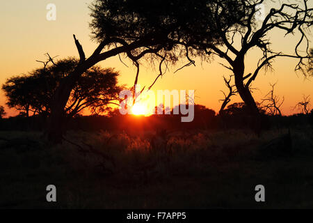 L'alba nella savana africana. Khwai River, Botswana Foto Stock