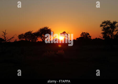 L'alba nella savana africana. Khwai River, Botswana Foto Stock
