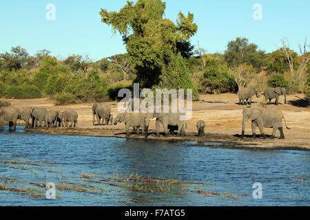 Una mandria di elefanti sulla riva del fiume Chobe, Botswana Foto Stock